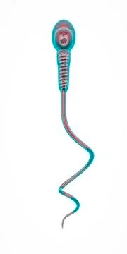 Sperm cell concept Illustrazione stock