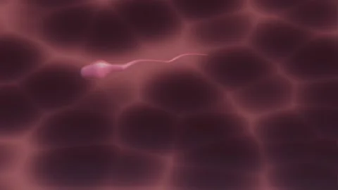 Sperm cell enters egg 3d animation of a sperm cell fertilizing an embryo Stock Footage 136343398