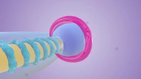 Sperm Cell Nucleus Vídeos de archivo 245279079