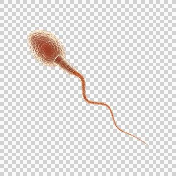 Sperm cell on transparent background Stock Illustration