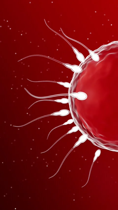 Sperm Cells Approaching Egg During Fertilization 3D Medical Animation Stock Footage 346512454
