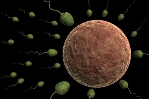 Sperm Cells Entering Human Egg Stock Illustration