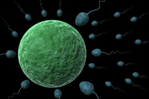 Sperm Cells Entering Human Egg. Illustrazione stock
