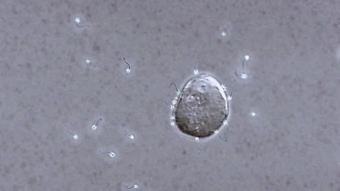Sperm Cells Fertilizing Egg Stock Footage