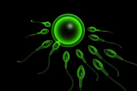 Sperm cells Stock Illustration