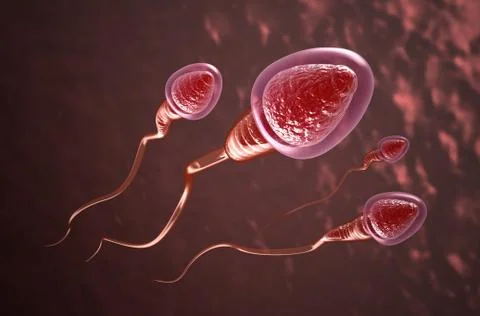 Sperm cells swim to the egg Stock Illustration