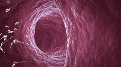 Sperm cells swimming Video stock 11518327