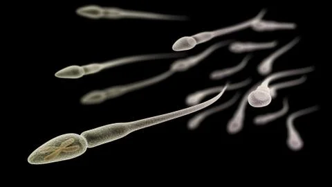Sperm with chromosome inside macro on black background Stock Illustration