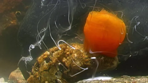 Sperm cloud released from clam in White Sea depths Stock Footage 311856450