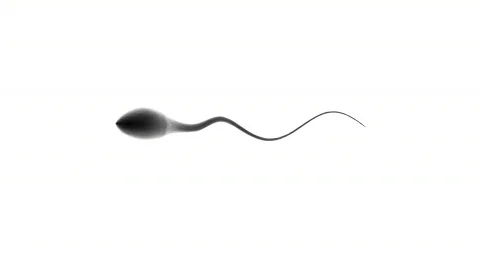 Sperm competition Stock Footage 671423