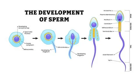 Sperm Development. Espermatozoide. Diagram of a human sperm cell. Human Spe.. Stock Illustration