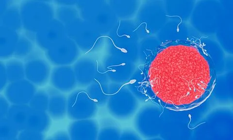 The sperm is directed towards the egg. To do human mating. A pre-fertilizatio Stock Illustration