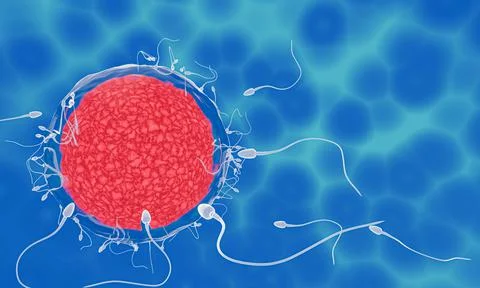 The sperm is directed towards the egg. To do human mating. A pre-fertilizatio Stock Illustration