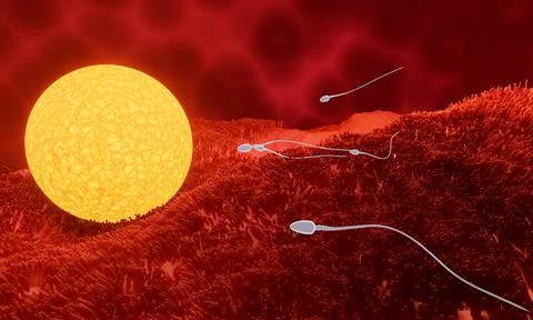 The sperm is directed towards the egg. To do human mating. A pre-fertilizatio Stock Illustration