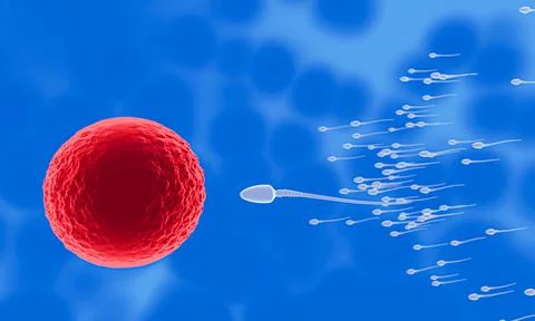 The sperm is directed towards the egg. To do human mating. A pre-fertilizatio Stock Illustration