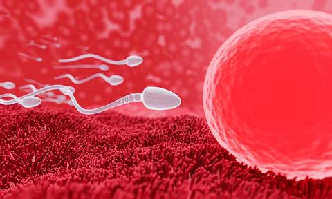 The sperm is directed towards the egg. To do human mating. A pre-fertilizatio Stock Illustration