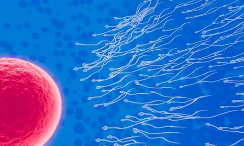The sperm is directed towards the egg. To do human mating. A pre-fertilizatio Stock Illustration