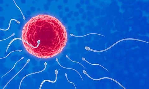 The sperm is directed towards the egg. To do human mating. A pre-fertilizatio Stock Illustration