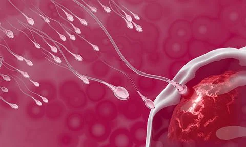 The sperm is directed towards the egg. To do human mating. A pre-fertilizatio Stock Illustration