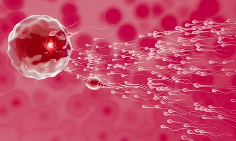 The sperm is directed towards the egg. To do human mating. A pre-fertilizatio Stock Illustration