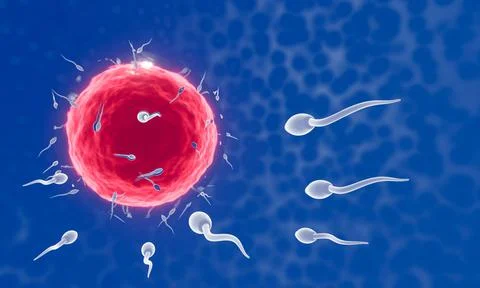 The sperm is directed towards the egg. To do human mating. A pre-fertilizatio Stock Illustration