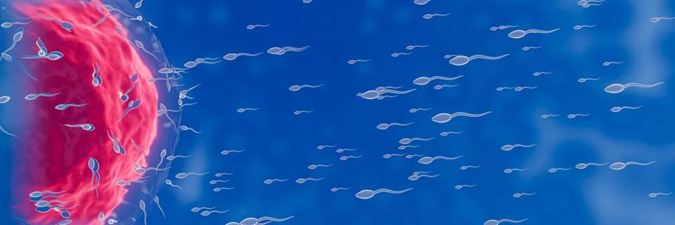 The sperm is directed towards the egg. To do human mating. A pre-fertilizatio Stock Illustration