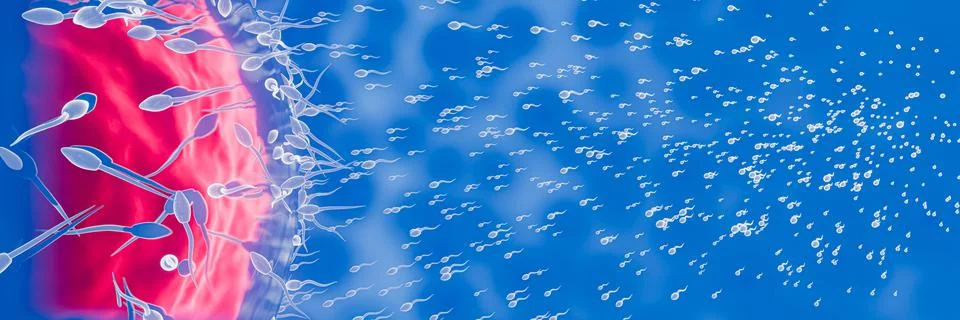 The sperm is directed towards the egg. To do human mating. A pre-fertilizatio Stock Illustration