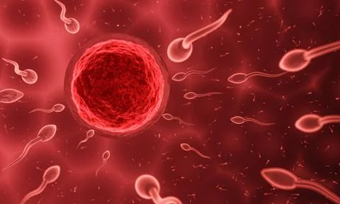 The sperm is directed towards the egg. To do human mating. A pre-fertilizatio Stock Illustration
