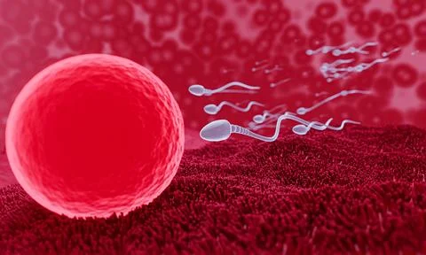 The sperm is directed towards the egg. To do human mating. A pre-fertilizat.. Stock Illustration
