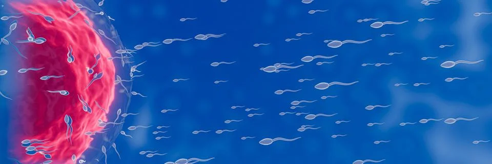The sperm is directed towards the egg. To do human mating. A pre-fertilizat.. Stock Illustration
