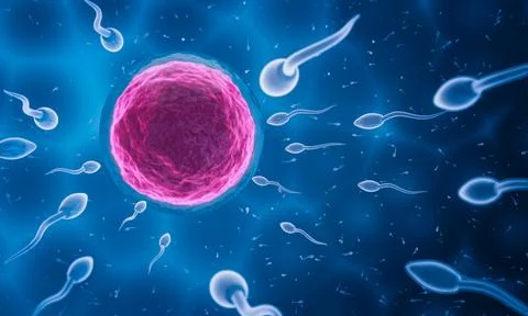 The sperm is directed towards the egg. To do human mating. A pre-fertilizat.. Stock Illustration