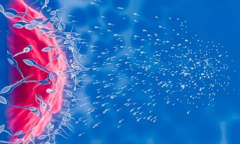The sperm is directed towards the egg. To do human mating. A pre-fertilizat.. Stock Illustration
