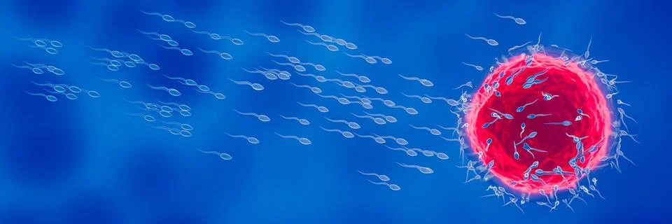 The sperm is directed towards the egg. To do human mating. A pre-fertilizat.. Stock Illustration