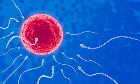 The sperm is directed towards the egg. To do human mating. A pre-fertilizat.. Stock Illustration