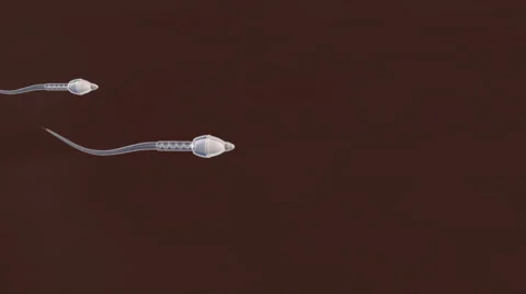 SPERM EGG Stock Footage 43060267