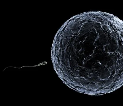 Sperm &amp; egg Foto stock