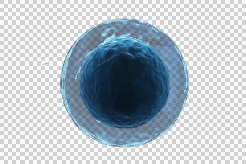 Sperm entering in ovum 库存插图