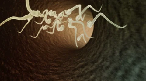 Sperm in the fallopian tube move the egg (loop) HD video 1080 Video stock 47630189