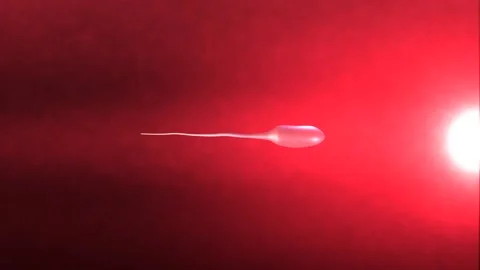 A Sperm Fertilizes an Egg and Creates Life Stock Footage 332685286