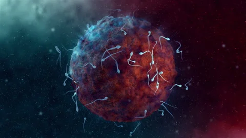 Sperm fertilizing a red human egg Stock Footage 234348580