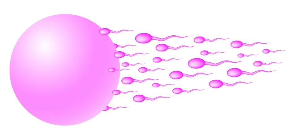 Sperm heading for the egg  Stock Illustration