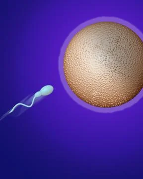 Sperm heading towards egg Illustrazione stock