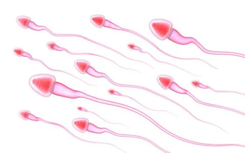 Sperm isolated on white Stock Illustration