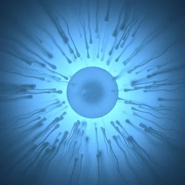 Sperm Meets Egg Stock Illustration