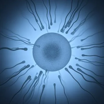 Sperm Meets Egg Stock Illustration