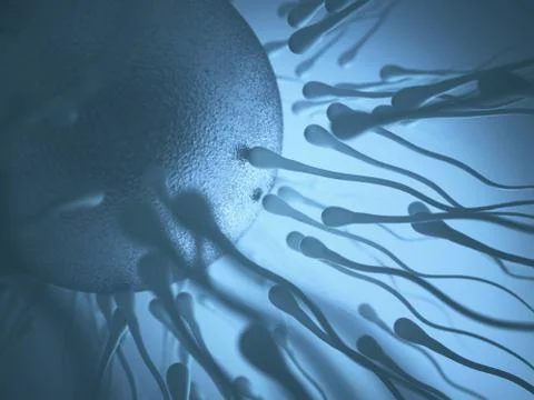 Sperm Meets Egg Stock Illustration