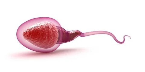 Sperm model over white Stock Illustration