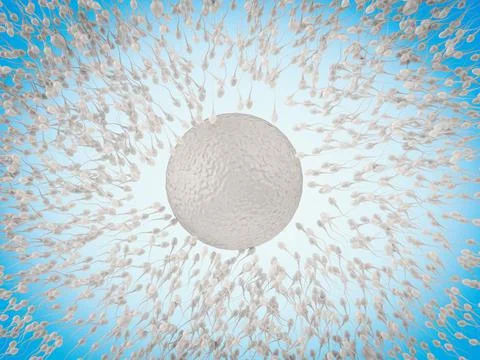 Sperm with ovum Stock Photos