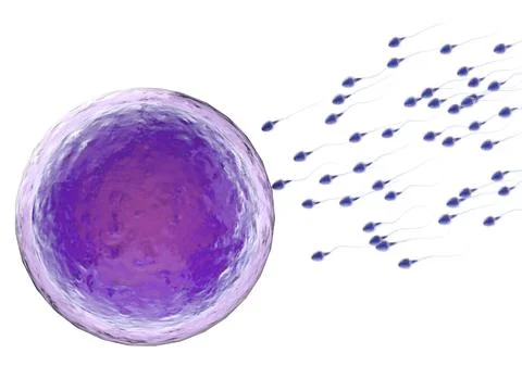 Sperm with ovum Stock Photos