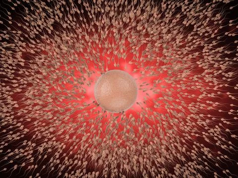 Sperm with ovum Stock Photos